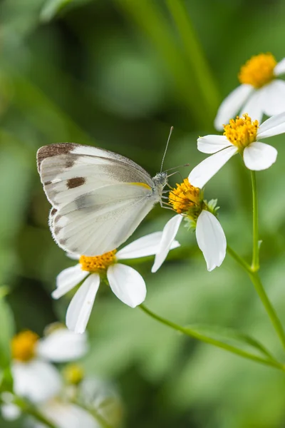Doğa arka plan üzerinde şirin kelebek — Stok fotoğraf