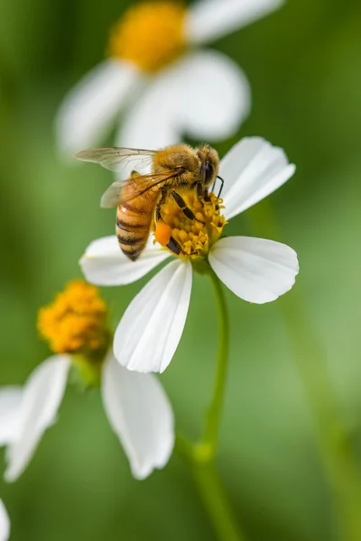 Маленькая пчела на диком цветке — стоковое фото
