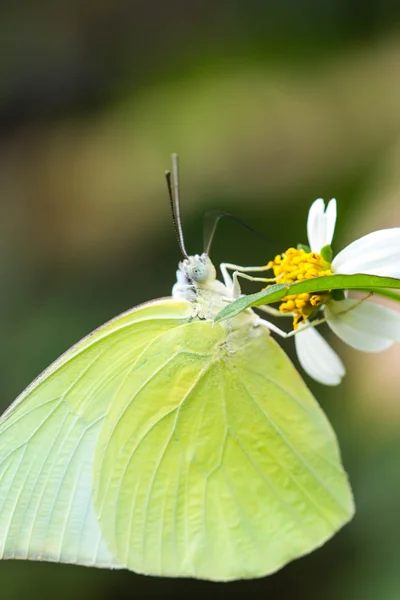 Cute butterfly on nature background — Stock Photo, Image