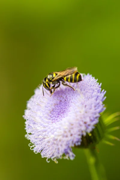 对野生花卉的小蜜蜂 — 图库照片