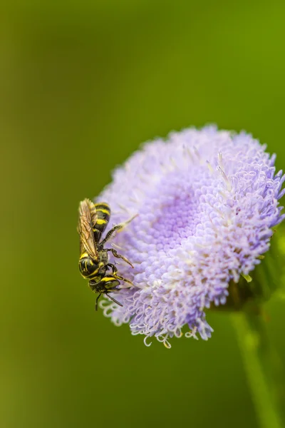 野生の花に小さな蜂 — ストック写真