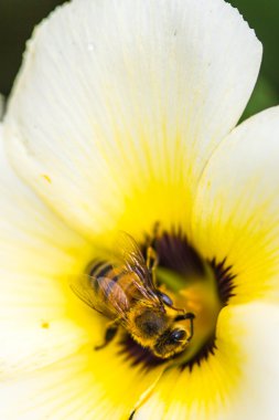 kır çiçeği üzerinde küçük arı