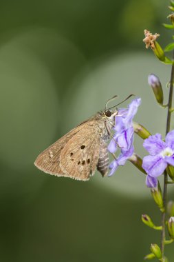 borbo cinnara (Hesperiidae) kelebek 0n çiçek