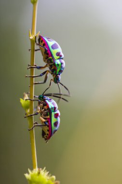 Lychee kalkan böcek (Chrysocoris stolli, Scutelleridae) doğa 