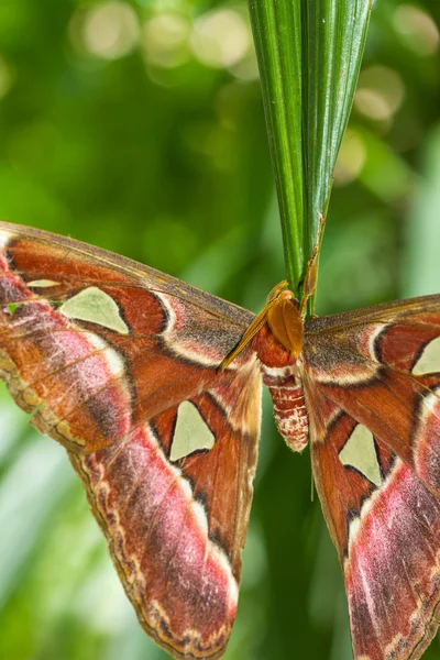 Můra cecropia přistál na zelený list — Stock fotografie