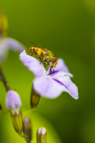 Lalat kecil pada bunga ungu (Drosophila melanogaster ) — Stok Foto