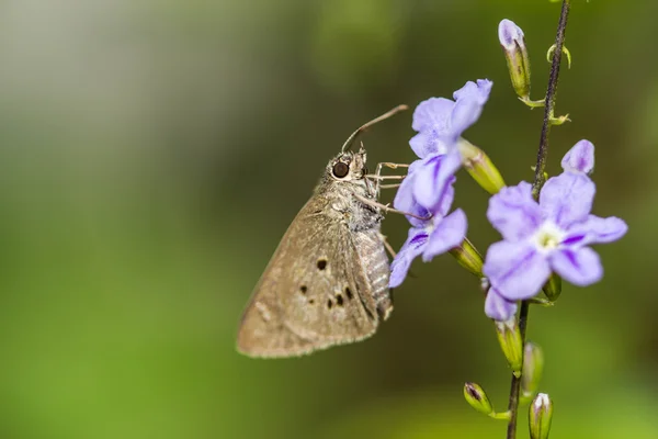 Borbo cinnara (Hesperiidae) Butterfly 0n flower — Stock Photo, Image