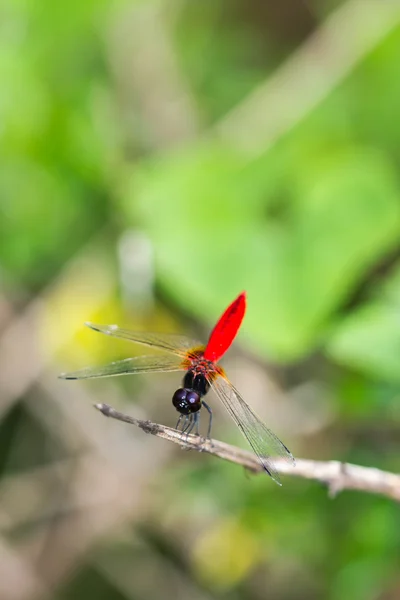 Resting blue dragonfly — Stock Photo, Image