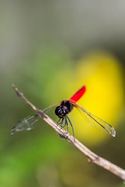 休息的蓝蜻蜓 — 图库照片