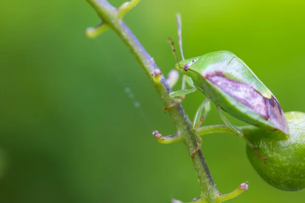 Serangga kecil pada cabang hijau — Stok Foto