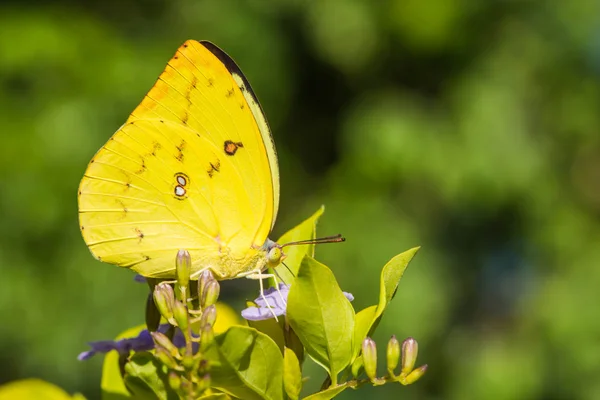 Papillon mignon sur fond de nature — Photo