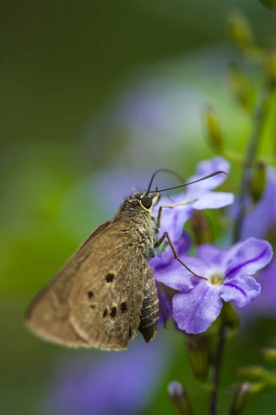 Borbo cinnara (Hesperiidae) kelebek 0n çiçek — Stok fotoğraf