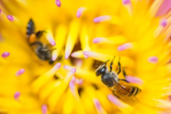 Kleine Biene auf Lotusblume — Stockfoto