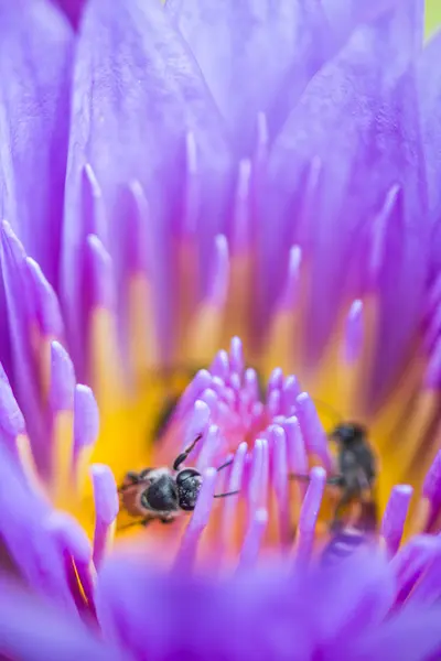 Petite abeille sur fleur de lotus — Photo