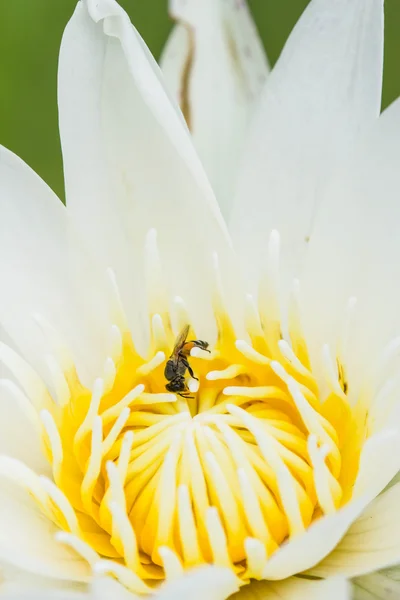 Abejita en flor de loto — Foto de Stock