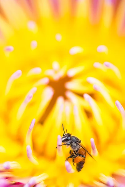 蓮の花に小さな蜂 — ストック写真