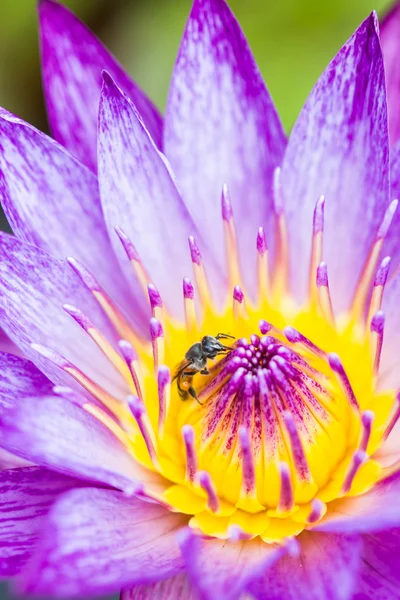 Kis méhecske lótuszvirág — Stock Fotó