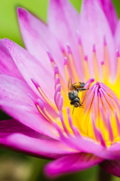 Petite abeille sur fleur de lotus — Photo