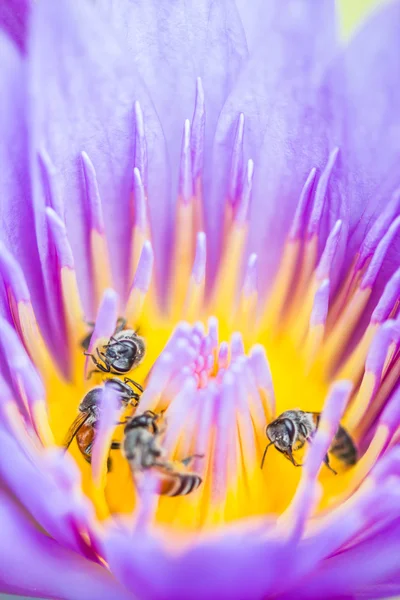 蓮の花に小さな蜂 — ストック写真