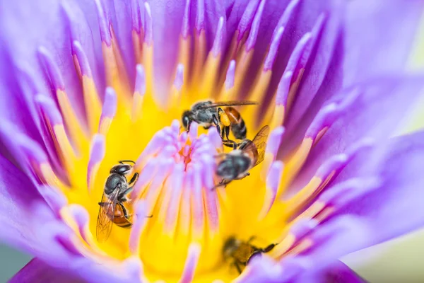 Petite abeille sur fleur de lotus — Photo