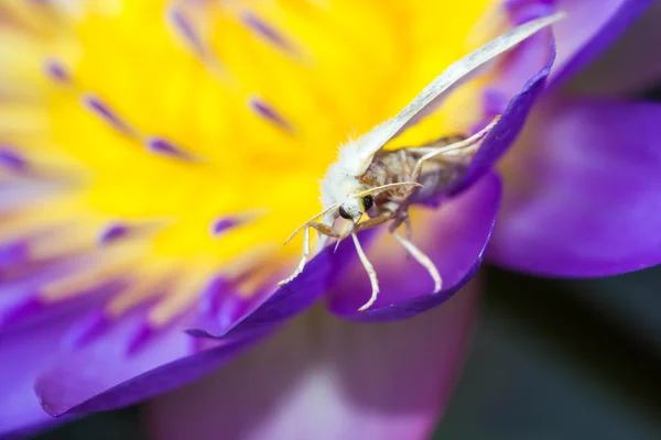 A lila lotus fehér lepke — Stock Fotó