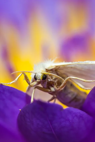 White moth on purple lotus — Stock Photo, Image