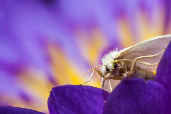 Weiße Motte auf violettem Lotus — Stockfoto