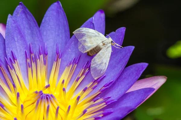 A lila lotus fehér lepke — Stock Fotó