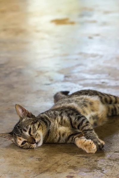 Τεμπέλης γάτα ύπνο στο πάτωμα — Φωτογραφία Αρχείου