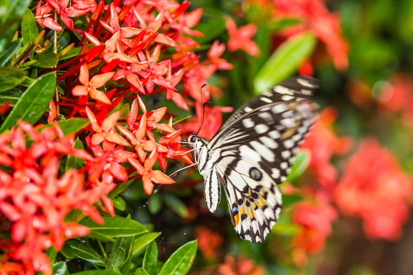 Bella farfalla sul fiore rosso — Foto Stock