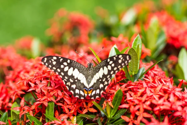 Beautiful butterfly on red flower — Stock Photo, Image