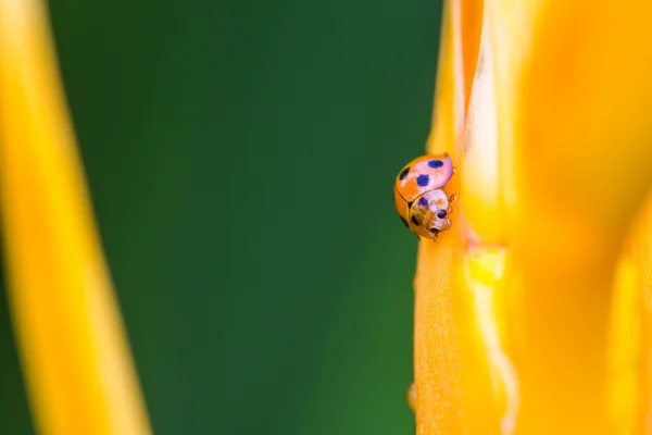 Asian Ladybug or ladybird beetle(Harmonia axyridis) on flower — Stock Photo, Image