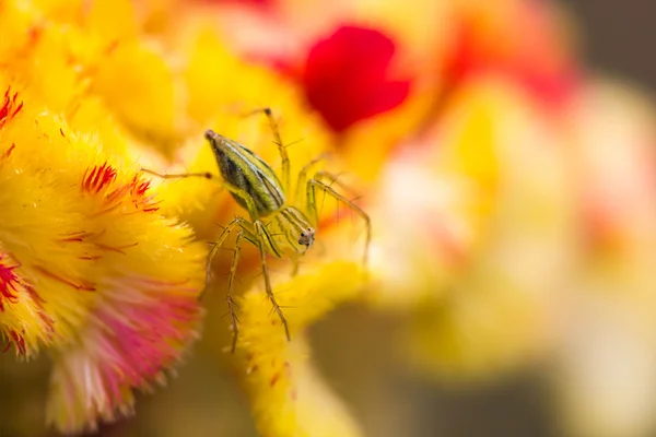 Lynx spider A close up of a jumping spider on flower — Stock Photo, Image