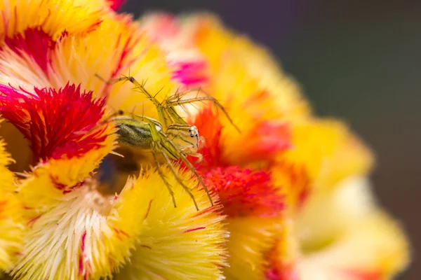 Luchsspinne in Nahaufnahme einer springenden Spinne auf Blume — Stockfoto