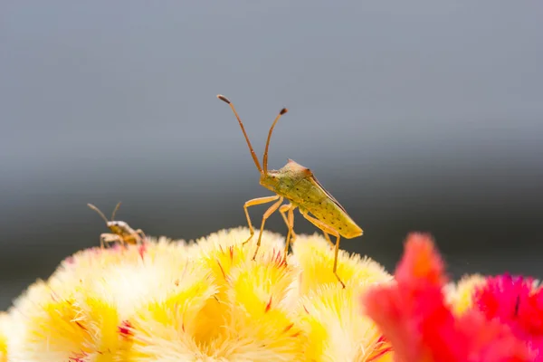 Small insect on flower — Stock Photo, Image