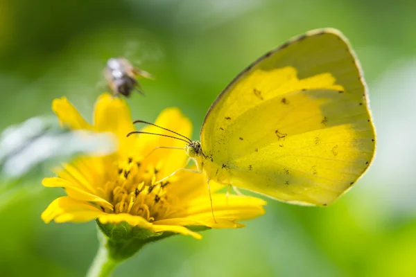 A butterfly on flower — Stock Photo, Image