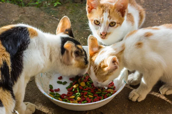 kedi yiyecek yiyecek tahıl