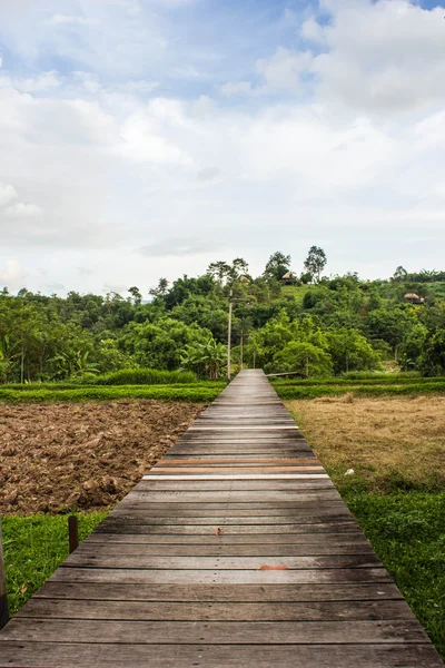 Деревянный мост на рисовом поле — стоковое фото
