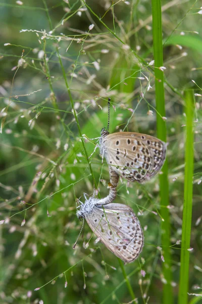 Çimen çiçekler üzerinde çiftleşme kelebekler — Stok fotoğraf