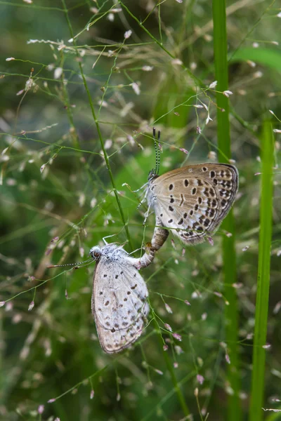 As borboletas de acasalamento em flores de grama — Fotografia de Stock