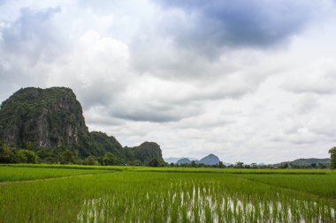 Pirinç tarlaları dağ arka plan ile