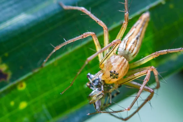 Araña de lince Un primer plano de una araña saltadora en la hoja — Foto de Stock