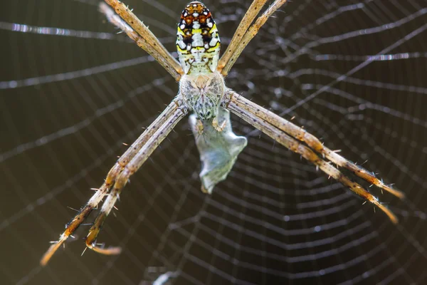 Zlatá koule Tkadlec Spider — Stock fotografie