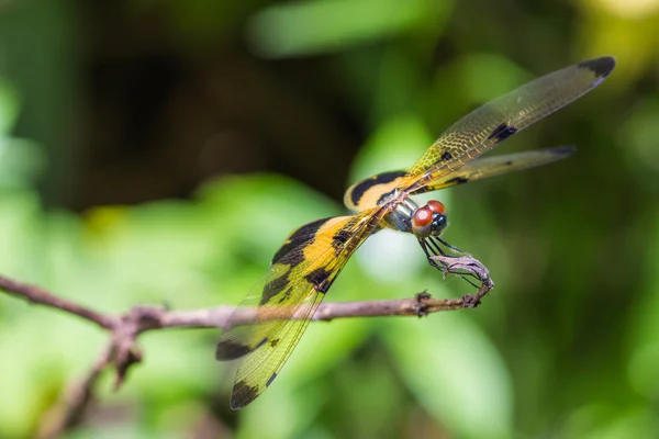 Resting yellow-black dragonfly — Stock Photo, Image