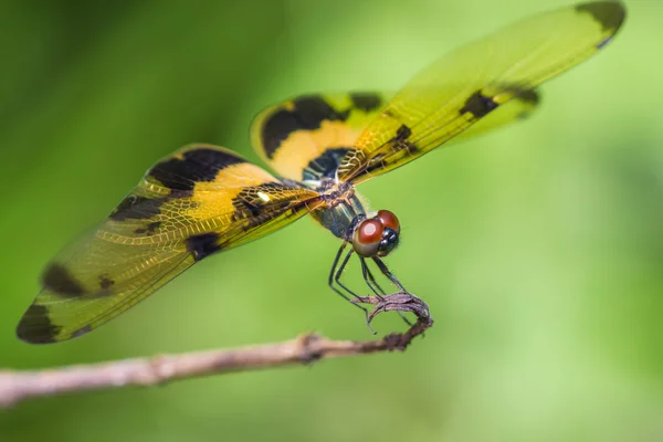 Resting yellow-black dragonfly — Stock Photo, Image