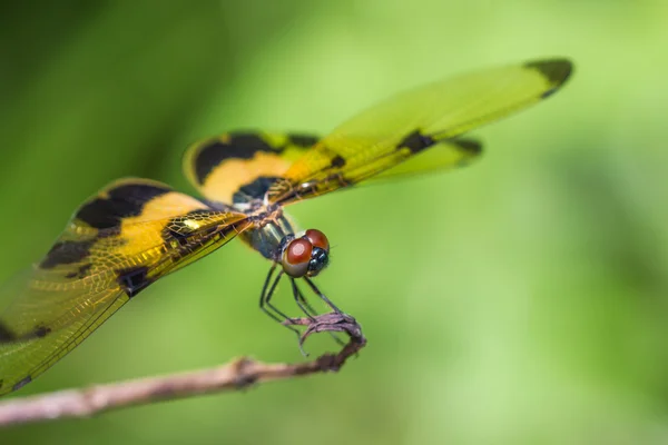 Resting yellow-black dragonfly — Stock Photo, Image