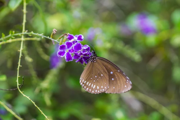 보라색 꽃에 귀여운 나비 — 스톡 사진