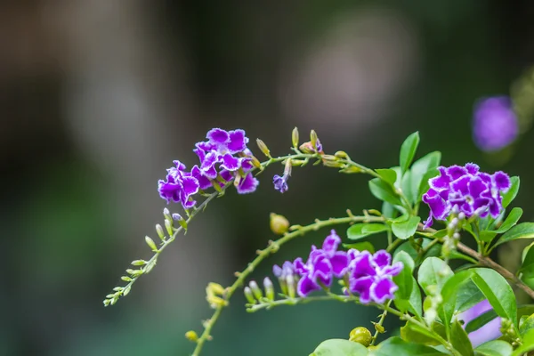 Cute little purpurowe kwiecie — Zdjęcie stockowe
