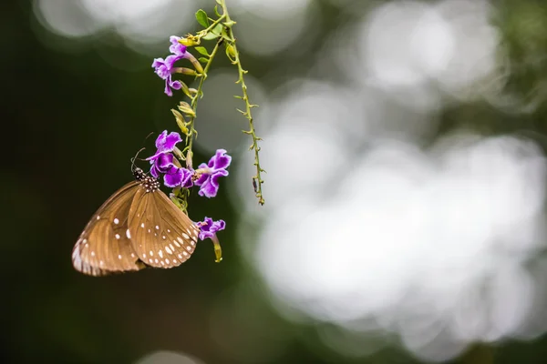 かわいい蝶の紫の花の — ストック写真