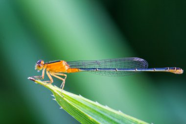 Yaprak yeşil turuncu küçük hanım uçar